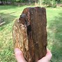 Image result for Petrified Wood Value