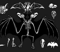Image result for Bat Skeleton Art