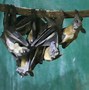 Image result for African Straw-Colored Fruit Bat