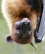 Image result for Greater Flying Fox Bat