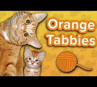 Image result for Orange Cat Behavior Meme