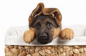 Image result for Dog Wallpaper for iPhone