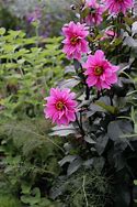 Image result for Dahlia Fascination