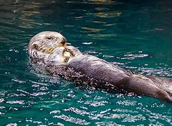 Image result for Otter Back Swimming