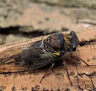 Image result for Nocturnal Bugs