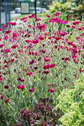 Image result for Lychnis coronaria Atrosanguinea