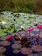 Image result for Water Lily Pond