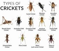 Image result for Different Crickets