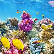 Image result for Coral Reef Live Wallpaper