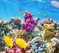 Image result for Colorful Coral Reef Desktop Wallpaper