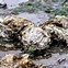 Image result for Clam or Oyster