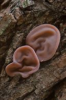 Image result for Bat Ears Mushroom