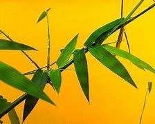 Image result for 4K iPhone Deep Green Wallpaper