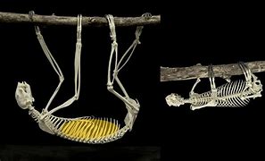 Image result for Sloth Stomach