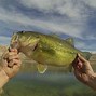 Image result for Bass Fishing Wallpaper 4K Real