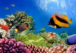 Image result for Underwater Coral Reef