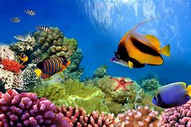 Image result for Coral Reef Wallpaper