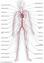 Image result for Blood Vessels Circulatory System Diagram