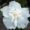 Hibiscus syr. White Chiffon に対する画像結果