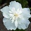 Image result for Hibiscus syriacus White Chiffon