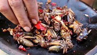 Image result for Cricket Meal