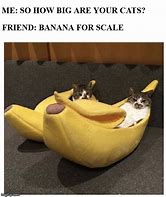 Image result for Cat Scale Meme