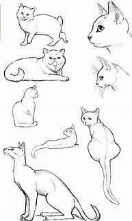 Image result for Cat Body Cell Illustration