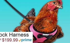 Image result for Weird Amazon Finds
