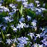Image result for Chionodoxa forbesii