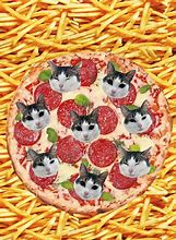 Image result for Pizza Eyes Cat