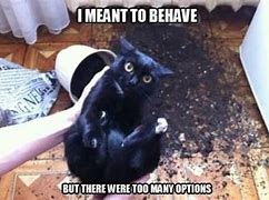 Image result for Black Kat Meme