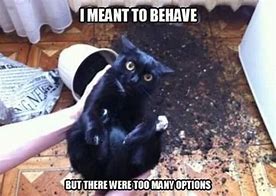 Image result for Sick Black Cat Meme