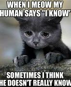 Image result for Cat Meme Saying No