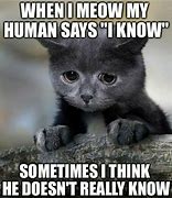 Image result for Funny Memes That Will Make You Laugh Cats