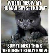 Image result for Funny Cat Memes Instagram