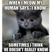 Image result for Funny Crazy Cat Lady Memes