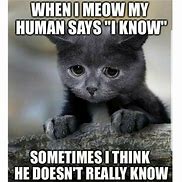Image result for The Voices Cat Meme
