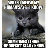 Image result for Funny Relatable Cat Memes