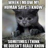 Image result for funniest cats day meme videos