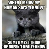 Image result for bold cats memes generators