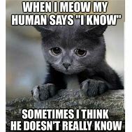 Image result for Powerful Cat Meme