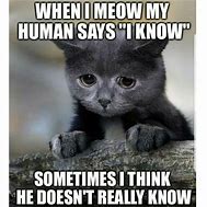 Image result for Meow Funny Cat Meme