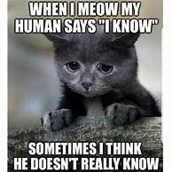 Image result for Cat Memes to Make You Laugh