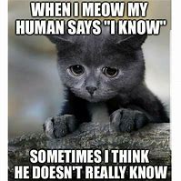 Image result for What Do Cats Think of People Meme