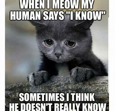 Image result for Black Cat Funny Memes