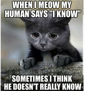 Image result for Black Cat Funny Memes