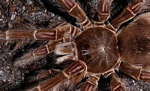 Image result for Biggest Spider in the World Alive