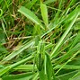 Image result for Green Cricket in the UK