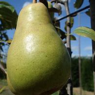 Image result for Pyrus communis Beurré Lebrun