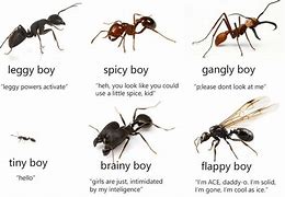 Image result for Big Ant Meme